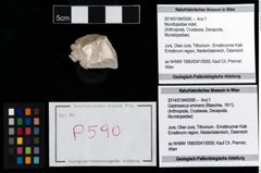 Foto (Objekt + Etikett) von Mundopsidae indet.  (NHMW-GEO-2014-0194-0590)